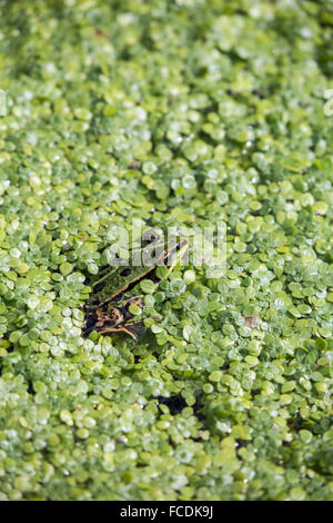 Niederlande, Naarden, Nature Reserve Naardermeer. Green frog in Graben. Stockfoto