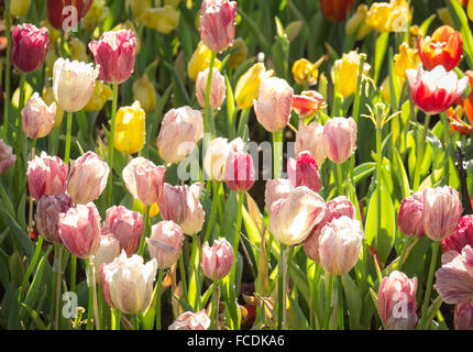 Bereich der Tulpen in verschiedenen Farben Stockfoto