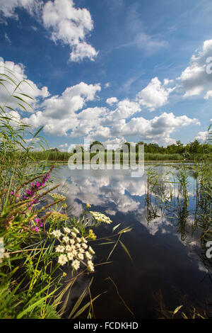 Niederlande, Ankeveen, Seen Ankeveense Plassen genannt Stockfoto