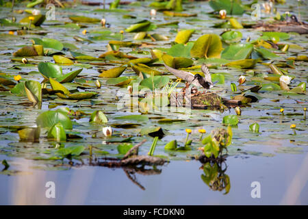 Niederlande, Sluis, Natur Naturschutzgebiet namens Zouweboezem im Polder genannt Achthoven. Schwarzen Seeschwalbe füttert junge im nest Stockfoto