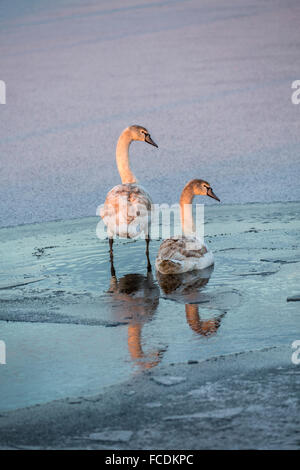 Niederlande, Woerdense Verlaat, junge Höckerschwäne im Eisloch im Graben. Winter Stockfoto