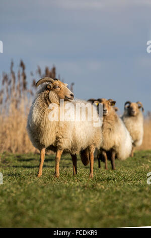 Niederlande, Nieuwkoop, Natur Naturschutzgebiet Ruygeborg, Schafe genannt Drentse Heideschapen. Stockfoto