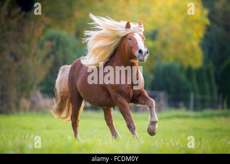 Schwarzwälder Kaltblut. Erwachsenen im Galopp auf der Weide. Deutschland Stockfoto