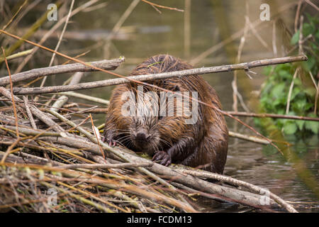 Niederlande, Rhoon, Nature Reserve Rhoonse Grienden. Marschland mit Weiden. Europäischer Biber mit Niederlassungen in Beaver lodge Stockfoto