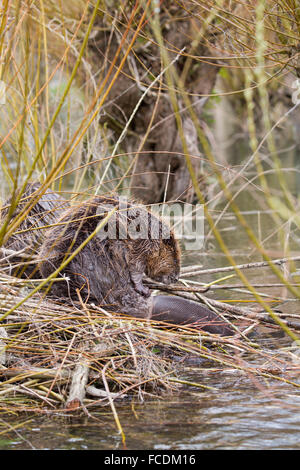 Niederlande, Rhoon, Nature Reserve Rhoonse Grienden. Marschland mit Weiden. Europäische Biber, die Reinigung der Haut auf Beaver lodge Stockfoto