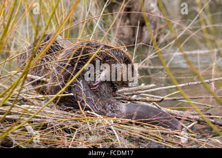 Niederlande, Rhoon, Nature Reserve Rhoonse Grienden. Marschland mit Weiden. Europäische Biber, die Reinigung der Haut auf Beaver lodge Stockfoto