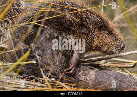 Niederlande, Rhoon, Nature Reserve Rhoonse Grienden. Marschland mit Weiden. Europäische Biber, die Reinigung der Haut auf Beaver lodge Stockfoto