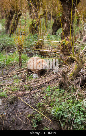 Niederlande, Rhoon, Nature Reserve Rhoonse Grienden. Marschland mit Weiden. Europäischer Biber mit Niederlassungen in Beaver lodge Stockfoto