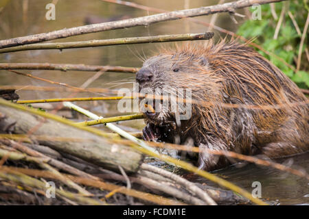 Niederlande, Rhoon, Nature Reserve Rhoonse Grienden. Marschland mit Weiden. Europäischer Biber Beaver Lodge Essen Stockfoto