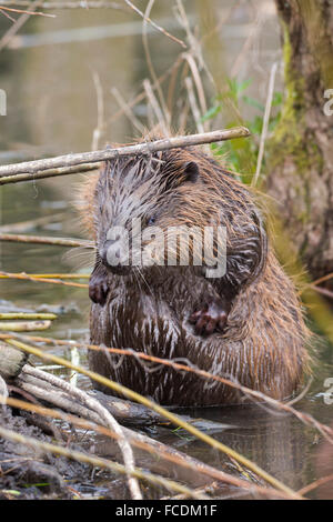 Niederlande, Rhoon, Nature Reserve Rhoonse Grienden. Marschland mit Weiden. Europäischer Biber Beaver Lodge waschen Stockfoto