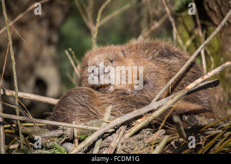 Niederlande, Rhoon, Nature Reserve Rhoonse Grienden. Marschland mit Weiden. Europäischer Biber Beaver Lodge schlafen Stockfoto