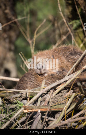 Niederlande, Rhoon, Nature Reserve Rhoonse Grienden. Marschland mit Weiden. Europäischer Biber Beaver Lodge schlafen Stockfoto