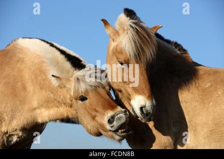 Norwegischer Fjord Pferd. Zwei Erwachsene knutschen. Deutschland Stockfoto