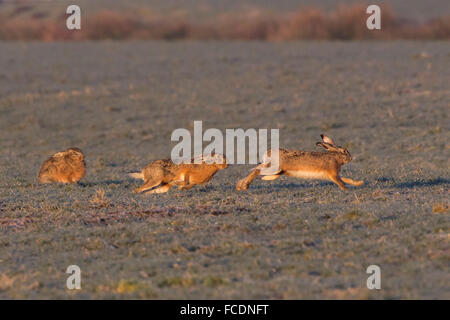 Niederlande, Montfoort, europäischen Feldhasen (Lepus Europaeus). Paarungszeit. Wettbewerb zwischen den Männchen. Stockfoto