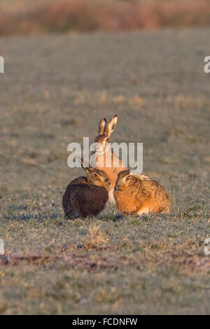 Niederlande, Montfoort, europäischen Feldhasen (Lepus Europaeus). Paarungszeit. Wettbewerb zwischen den Männchen. Stockfoto