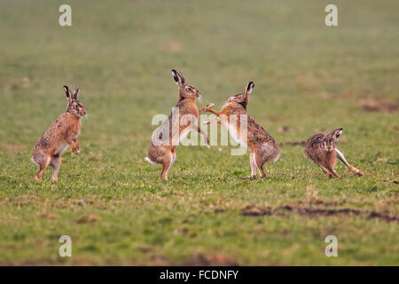 Niederlande, Montfoort, europäischen Feldhasen (Lepus Europaeus). Paarungszeit. Wettbewerb zwischen den Männchen. Stockfoto