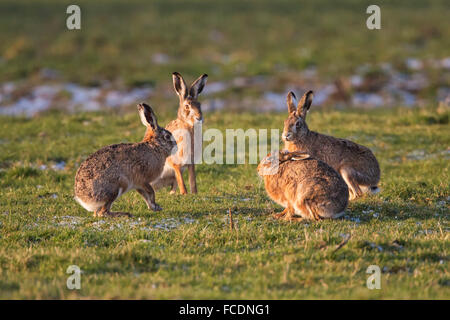 Niederlande, Montfoort, europäischen Feldhasen (Lepus Europaeus). Paarungszeit. Wettbewerb zwischen den Männchen. Stockfoto