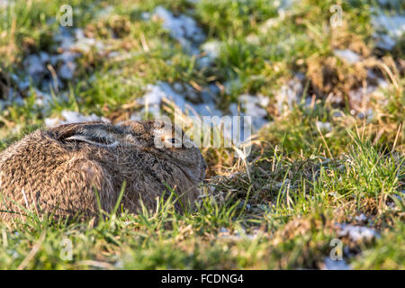 Niederlande, Montfoort, Europäische Feldhase (Lepus Europaeus). Winter Stockfoto