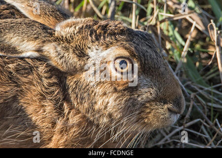 Niederlande, Montfoort, Europäische Feldhase (Lepus Europaeus). Winter Stockfoto