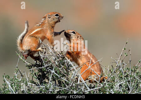 Weiß-angebundene Antilope Grundeichhörnchen, White-tailed Antilope Eichhörnchen (Ammospermophilus Leucurus). Zwei Erwachsene Streitereien auf eine Stockfoto