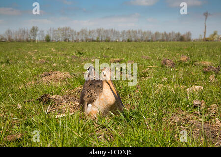 Niederlande, Montfoort, Tailed Uferschnepfe, Weiblich, Wiedereinstieg in den Schachteln. Stockfoto