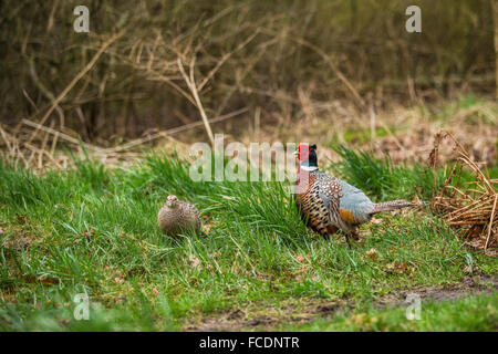 Niederlande,'s-Graveland, Fasan (Phasianus Colchicus) Stockfoto