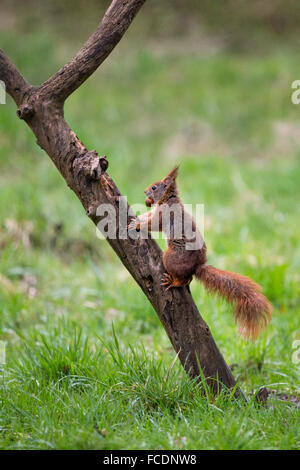 Niederlande,'s-Graveland, der Gravelandse Buitenplaatsen Landgut Hilverbeek. Eurasische Eichhörnchen (Sciurus Vulgaris) Stockfoto