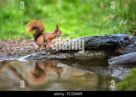 Niederlande,'s-Graveland, der Gravelandse Buitenplaatsen Landgut Hilverbeek. Eurasische Eichhörnchen (Sciurus Vulgaris) Stockfoto