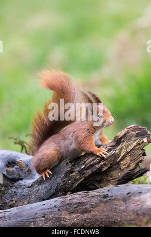 Niederlande,'s-Graveland, der Gravelandse Buitenplaatsen Landgut Hilverbeek. Eurasische Eichhörnchen (Sciurus Vulgaris) Stockfoto