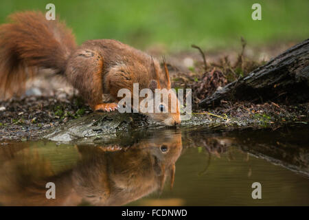 Niederlande,'s-Graveland, der Gravelandse Buitenplaatsen Landgut Hilverbeek. Eurasische Eichhörnchen (Sciurus Vulgaris) Stockfoto