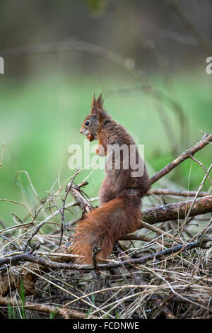 Niederlande,'s-Graveland, der Gravelandse Buitenplaatsen Landgut Hilverbeek. Eurasische Eichhörnchen (Sciurus Vulgaris) Stockfoto