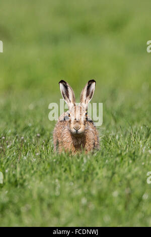 Niederlande, Montfoort, Europäische Feldhase (Lepus Europaeus) Stockfoto