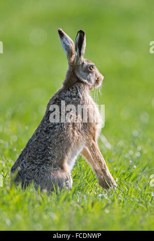 Niederlande, Montfoort, Europäische Feldhase (Lepus Europaeus) Stockfoto