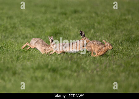 Niederlande, Montfoort, europäischen Feldhasen (Lepus Europaeus). Paarungszeit. Wettbewerb zwischen den Männchen. Stockfoto