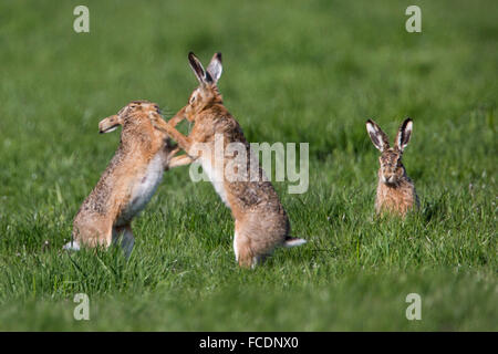 Niederlande, Montfoort, europäischen Feldhasen (Lepus Europaeus). Paarungszeit. Wettbewerb zwischen den Männchen. Stockfoto