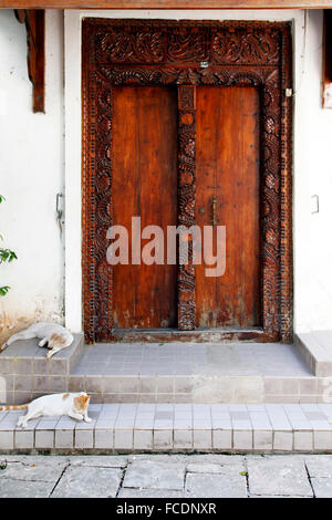Zwei Katzen auf der Straße Stonetown, Zanzibar Stockfoto