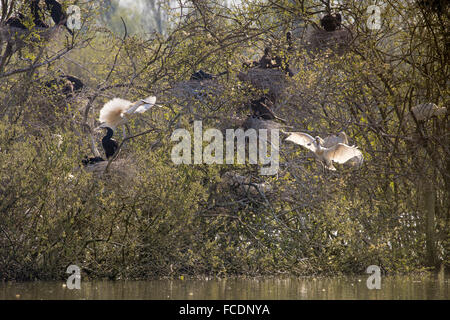 Niederlande, Rhenen, Natur behalten Blauwe Kamer. Insel, Zucht für Löffler, Kormorane und blaue Reiher Stockfoto