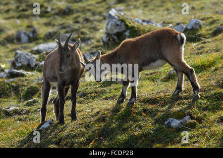 Alpensteinbock (Capra Ibex). Zwei Jugendliche spielen. Schweiz Stockfoto