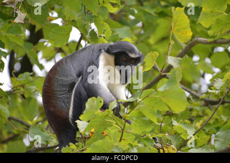 Diana Monkey (Cercopithecus Diana). Erwachsenen in einem Baum. Zoo Salzburg, Österreich Stockfoto