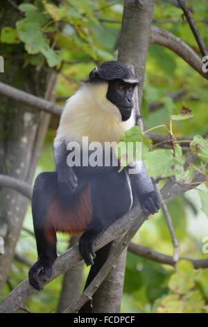 Diana Monkey (Cercopithecus Diana). Erwachsenen in einem Baum sitzen. Zoo Salzburg, Österreich Stockfoto