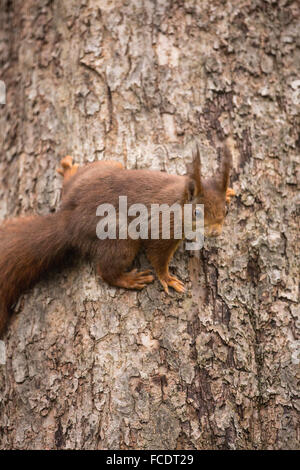 Niederlande,'s-Graveland, der Gravelandse Buitenplaatsen Landgut Hilverbeek. Eurasische Eichhörnchen (Sciurus Vulgaris) Stockfoto