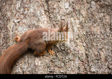 Niederlande,'s-Graveland, der Gravelandse Buitenplaatsen Landgut Hilverbeek. Eurasische Eichhörnchen (Sciurus Vulgaris) Stockfoto