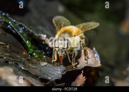 Niederlande,'s-Graveland, europäischen Honig Biene (Apis Mellifera) sammelt Wasser für Bienen im Bienenstock Stockfoto