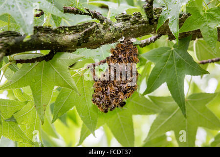 Niederlande,'s-Graveland, kleiner Schwarm von Honigbienen in Baum hängen Stockfoto