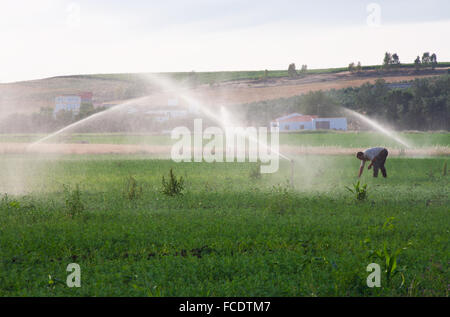Landwirt Luzerne Bereich während Sprinklerkopf Bewässerung der Wiese, Spanien Stockfoto