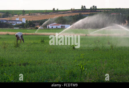 Landwirt Luzerne Bereich während Sprinklerkopf Bewässerung der Wiese, Spanien Stockfoto