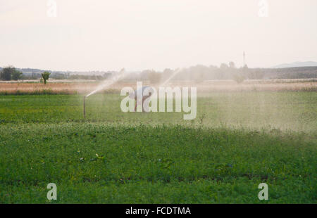 Landwirt Luzerne Bereich während Sprinklerkopf Bewässerung der Wiese, Spanien Stockfoto