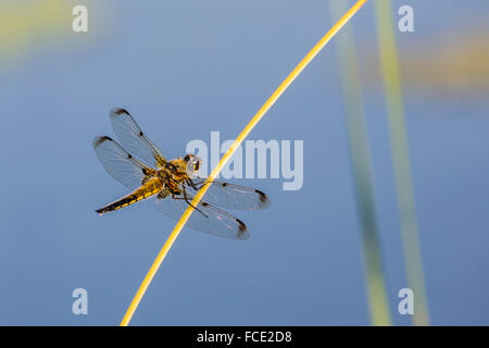 Niederlande, Ossenzijl, Nationalpark de Weerribben-Wieden. Libelle Stockfoto