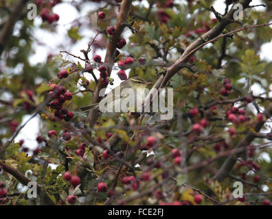 Arktis Warbler, Phylloscopus Borealis, Weißdorn, erste Kalenderjahr Vogel auf Herbst Passage, Ostküste von Großbritannien, Oktober, Stockfoto