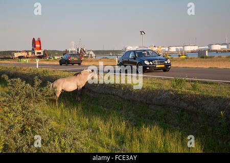 Niederlande, Rotterdam, Hafen von Rotterdam. Naturschutzgebiet im Hafen namens Landtong Rozenburg. Konik-Pferd Stockfoto